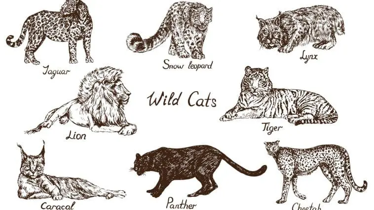 Cat species drawing: ID 133483423 | Cat Species © ArtoPhotoDesignoStudio | Dreamstime.com