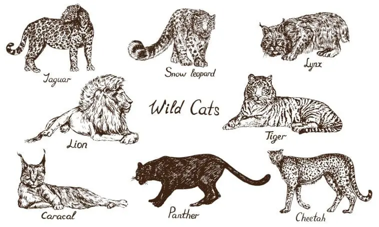 Cat species drawing: ID 133483423 | Cat Species © ArtoPhotoDesignoStudio | Dreamstime.com