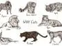 Cat species drawing: ID 133483423 | Cat Species © ArtoPhotoDesignoStudio | Dreamstime.com