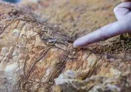 photo credit: ID 169203878 © Whpics | Dreamstime.com