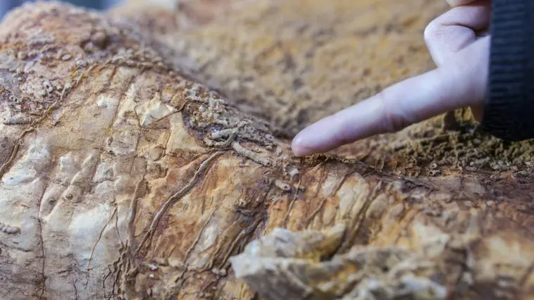 photo credit: ID 169203878 © Whpics | Dreamstime.com