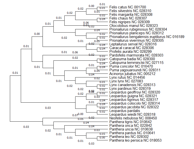 phylology chart feline kind, photo credit: Emory Moynaugh