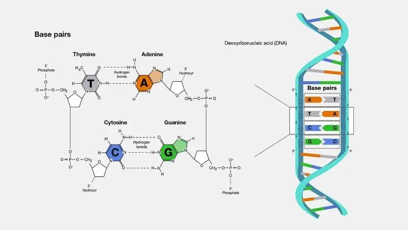 A diagram showing the structure of DNA base-pairs, photo credit: genome.gov