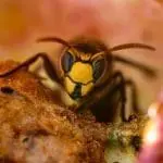 Hornet, Vespa crabro germana: ID 255314448 © Radarman70 | Dreamstime.com
