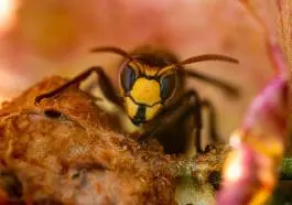 Hornet, Vespa crabro germana: ID 255314448 © Radarman70 | Dreamstime.com