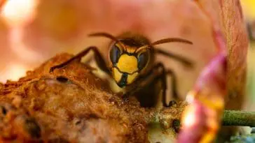 Hornet, Vespa crabro germana: ID 255314448 © Radarman70 | Dreamstime.com