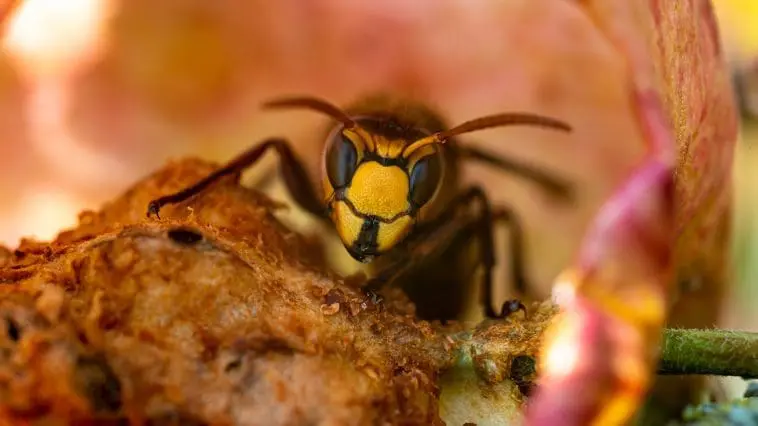 Hornet, Vespa crabro germana: ID 255314448 © Radarman70 | Dreamstime.com