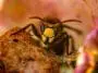 Hornet, Vespa crabro germana: ID 255314448 © Radarman70 | Dreamstime.com