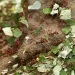 Leafcutter ants: ID 56644713 | Ant © Wrangel | Dreamstime.com