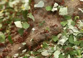 Leafcutter ants: ID 56644713 | Ant © Wrangel | Dreamstime.com