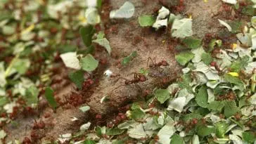 Leafcutter ants: ID 56644713 | Ant © Wrangel | Dreamstime.com