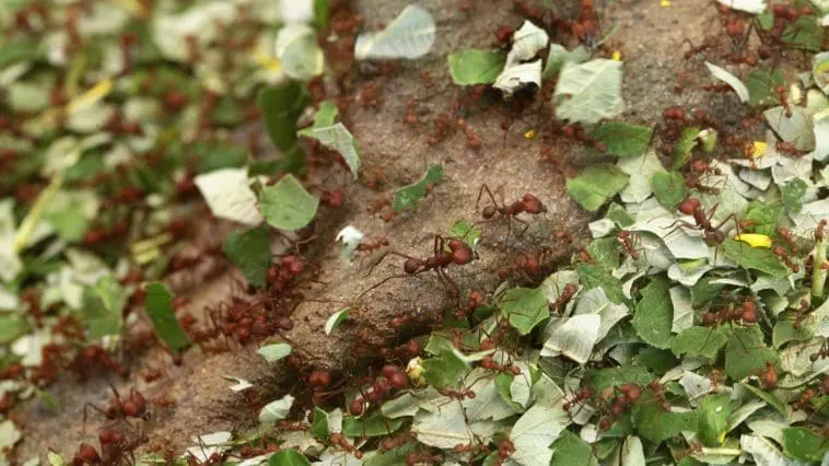 Leafcutter ants: ID 56644713 | Ant © Wrangel | Dreamstime.com