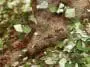 Leafcutter ants: ID 56644713 | Ant © Wrangel | Dreamstime.com