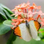 Hebomoia glaucippe butterfly: ID 35325017 © Fotofieber | Dreamstime.com