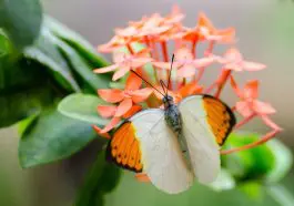 Hebomoia glaucippe butterfly: ID 35325017 © Fotofieber | Dreamstime.com