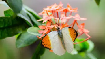 Hebomoia glaucippe butterfly: ID 35325017 © Fotofieber | Dreamstime.com