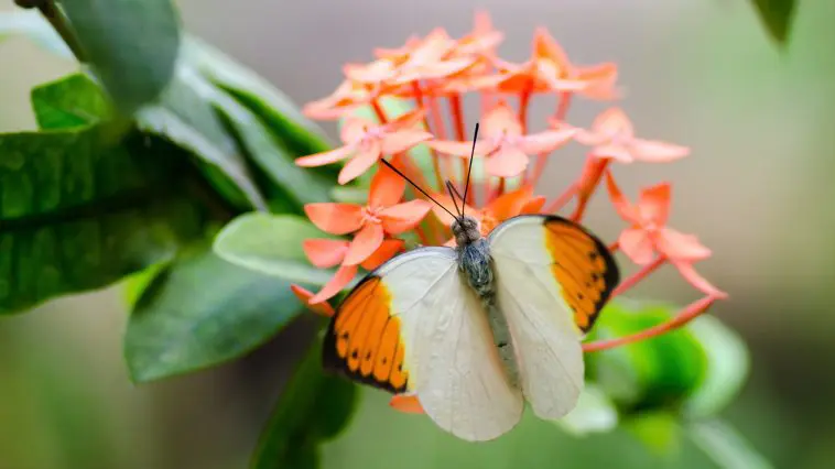 Hebomoia glaucippe butterfly: ID 35325017 © Fotofieber | Dreamstime.com
