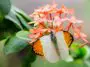 Hebomoia glaucippe butterfly: ID 35325017 © Fotofieber | Dreamstime.com