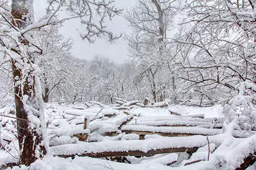 Snow covered woods, photo credit: Pat Mingarelli