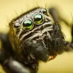Jumping spider close up: ID 25127106 | Spider Eyes © Mario Cehulic | Dreamstime.com