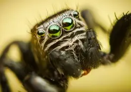 Jumping spider close up: ID 25127106 | Spider Eyes © Mario Cehulic | Dreamstime.com