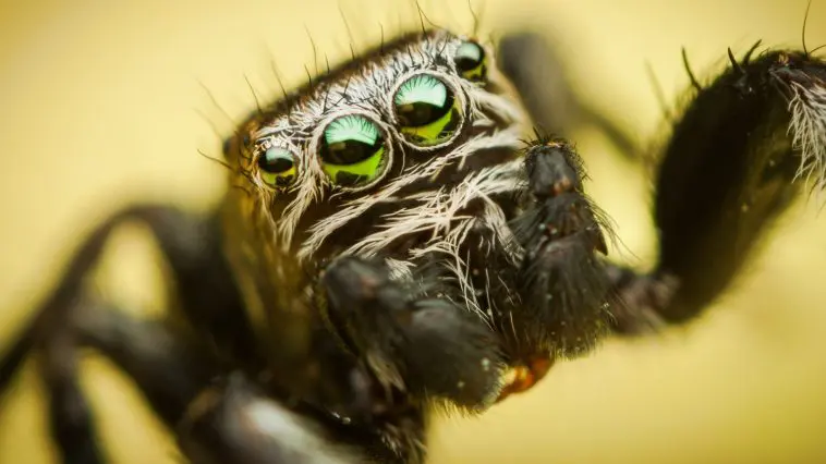 Jumping spider close up: ID 25127106 | Spider Eyes © Mario Cehulic | Dreamstime.com