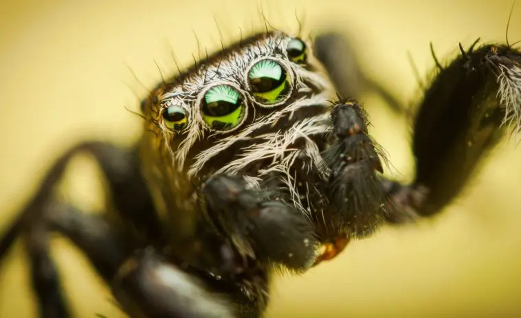 Jumping spider close up: ID 25127106 | Spider Eyes © Mario Cehulic | Dreamstime.com