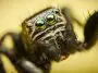 Jumping spider close up: ID 25127106 | Spider Eyes © Mario Cehulic | Dreamstime.com