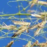Large swarm of locusts in Al Ain, United Arab Emirates: ID 181505915 © Michael Wallis | Dreamstime.com