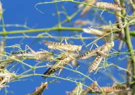 Large swarm of locusts in Al Ain, United Arab Emirates: ID 181505915 © Michael Wallis | Dreamstime.com