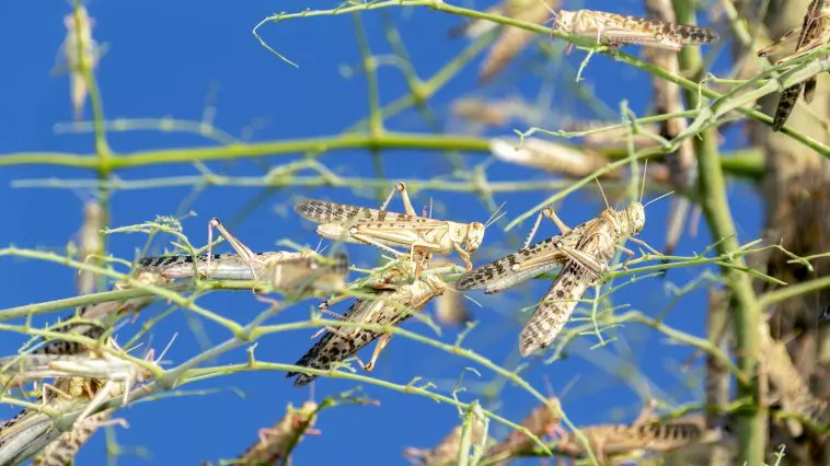 Large swarm of locusts in Al Ain, United Arab Emirates: ID 181505915 © Michael Wallis | Dreamstime.com