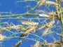 Large swarm of locusts in Al Ain, United Arab Emirates: ID 181505915 © Michael Wallis | Dreamstime.com