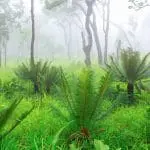 Cycad trees in a misty forest: ID 125514726 | Cycad © Vorasate Ariyarattanahirun | Dreamstime.com