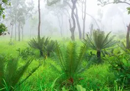 Cycad trees in a misty forest: ID 125514726 | Cycad © Vorasate Ariyarattanahirun | Dreamstime.com