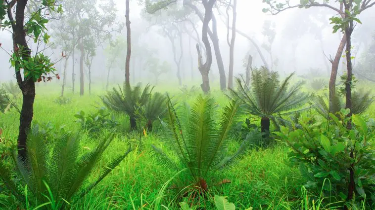 Cycad trees in a misty forest: ID 125514726 | Cycad © Vorasate Ariyarattanahirun | Dreamstime.com