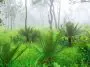 Cycad trees in a misty forest: ID 125514726 | Cycad © Vorasate Ariyarattanahirun | Dreamstime.com