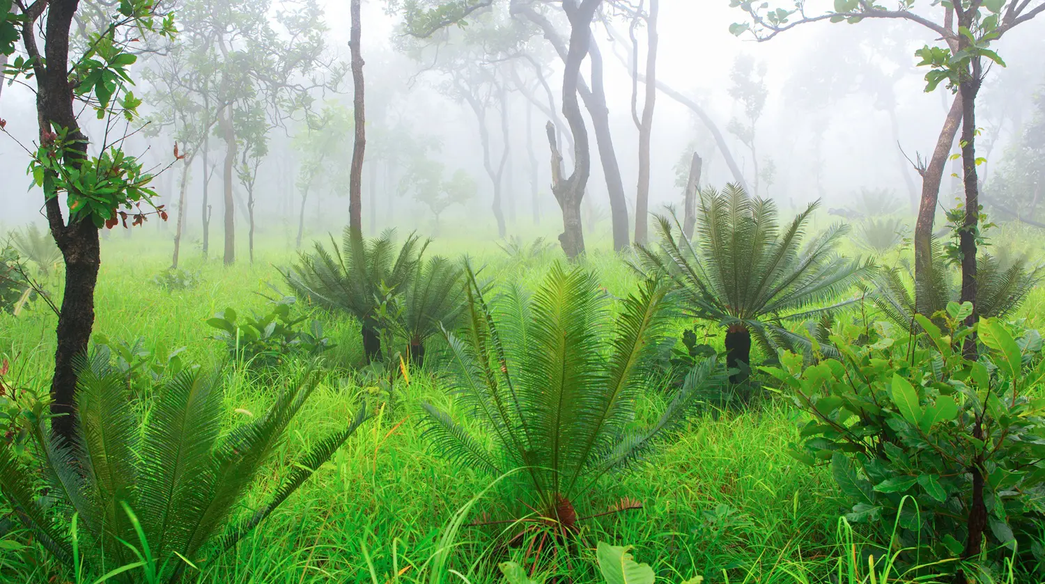 Cycad trees in a misty forest: ID 125514726 | Cycad © Vorasate Ariyarattanahirun | Dreamstime.com