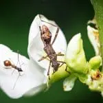 Bean bug on a bean flower: ID 346894263 | Riptortus Pedestris © Chuahtc8 | Dreamstime.com