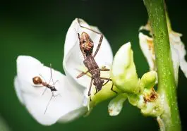 Bean bug on a bean flower: ID 346894263 | Riptortus Pedestris © Chuahtc8 | Dreamstime.com