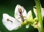 Bean bug on a bean flower: ID 346894263 | Riptortus Pedestris © Chuahtc8 | Dreamstime.com