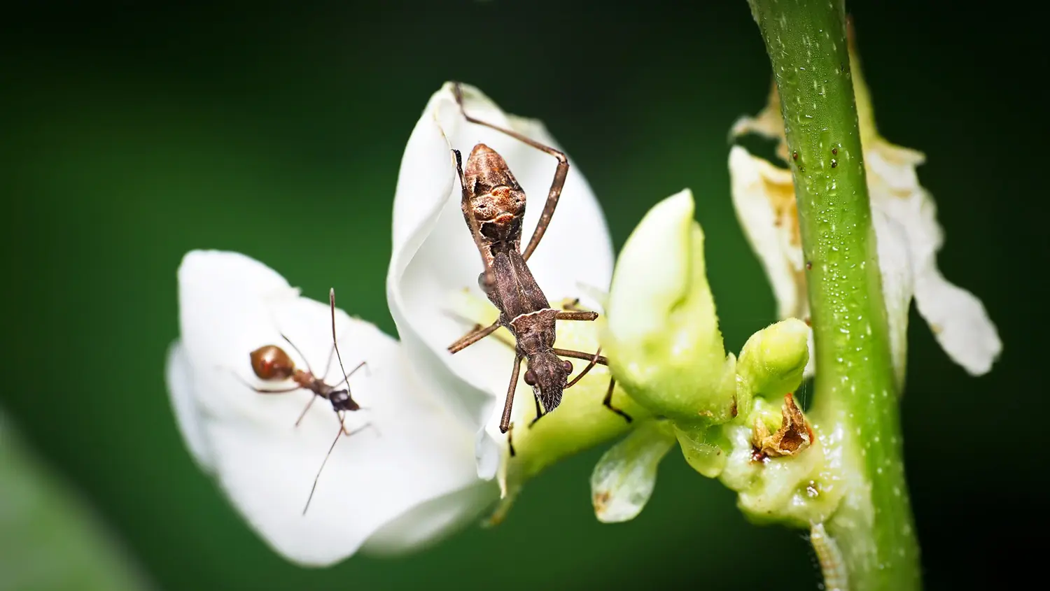 Bean bug on a bean flower: ID 346894263 | Riptortus Pedestris © Chuahtc8 | Dreamstime.com