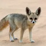 Fennec Fox on desert sand: ID 28644097 © Catherine Downie | Dreamstime.com
