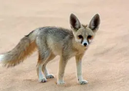 Fennec Fox on desert sand: ID 28644097 © Catherine Downie | Dreamstime.com