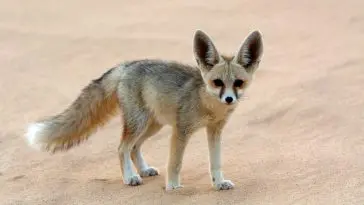 Fennec Fox on desert sand: ID 28644097 © Catherine Downie | Dreamstime.com