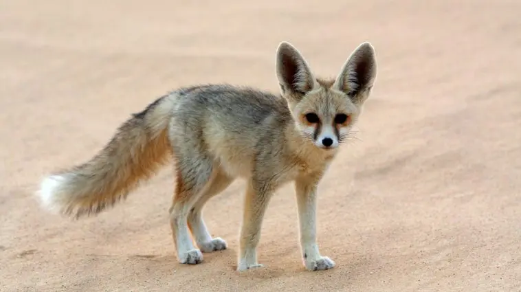 Fennec Fox on desert sand: ID 28644097 © Catherine Downie | Dreamstime.com