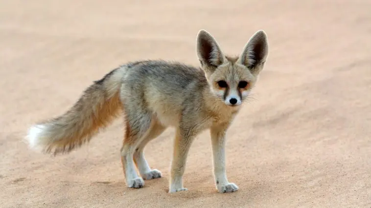 Fennec Fox on desert sand: ID 28644097 © Catherine Downie | Dreamstime.com