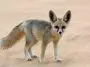 Fennec Fox on desert sand: ID 28644097 © Catherine Downie | Dreamstime.com