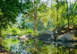 Khao Sok National Park the rain jungle forest in Surat Thani province. Garden of Eden loveliness: ID 99435597 | Mountain Landscape © Mikhail Gnatkovskiy | Dreamstime.com