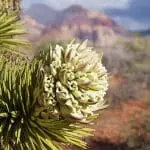 Flowering Joshua tree branch: ID 135656523 | Yucca Brevifolia © Pancaketom | Dreamstime.com