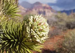 Flowering Joshua tree branch: ID 135656523 | Yucca Brevifolia © Pancaketom | Dreamstime.com